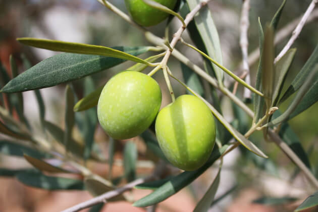 So wird Olivenöl in Italien hergestellt